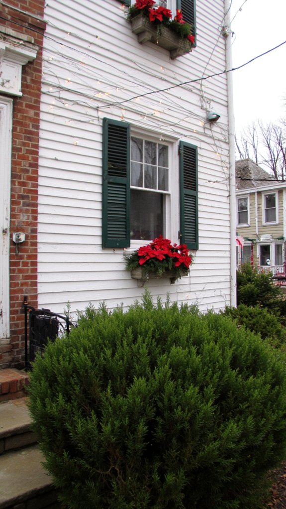 festive evergreen window displays